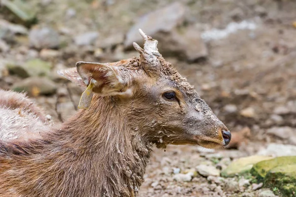 若いオスの鹿はとても泥だらけで動物園に興味津々です — ストック写真
