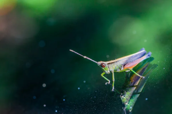 Grasshoppers Pragas Jardineiros — Fotografia de Stock