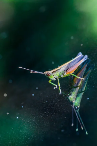 Grasshopper Perching Mirror Nature — Stock Photo, Image