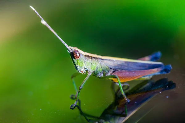 Grasshopper perching on a mirror, nature