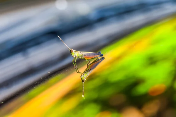 Grasshopper perching on a mirror, nature