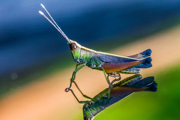 Grasshopper Perching Mirror Nature — Stock Photo, Image