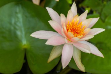 Güzel çiçek açan pembe nilüfer çiçeği, doğa.