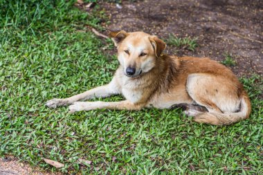 Köpek yeşil çimlerde mutlu mesut oturuyor.