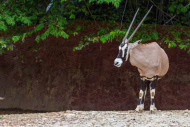 Gemsbok antilobu (Oryx gazella) geyiği, Güney Afrika