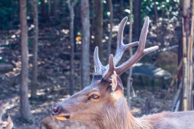 Ormandan dik dik bakan kadife boynuzlu geyik boynuzu (Odocoileus hemionus) boynuzu.