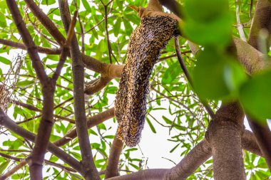 Ağaçtaki büyük bal peteğinin yan görüntüsü, böcek.