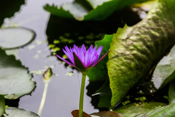 Belleza Flor Loto Púrpura Naturaleza —  Fotos de Stock