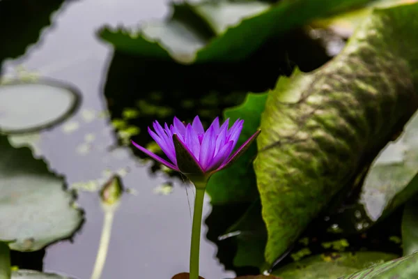 Belleza Flor Loto Púrpura Naturaleza —  Fotos de Stock