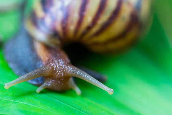 Snail Leaf Sunny Day — Stock Photo, Image