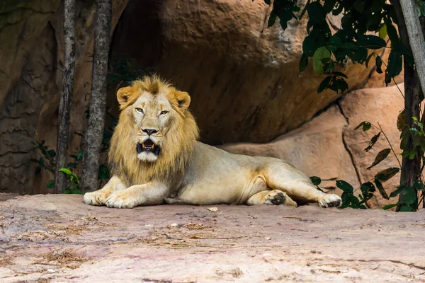 Głowa Twarz Lew Ogląda Zoo — Zdjęcie stockowe