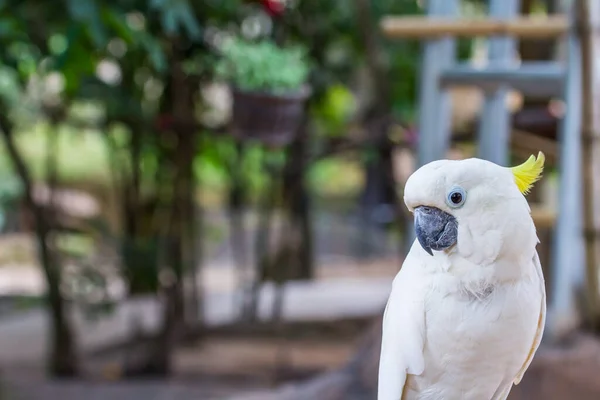 Yellow Crested Cockatoo Bird Zoo — Stock Photo, Image