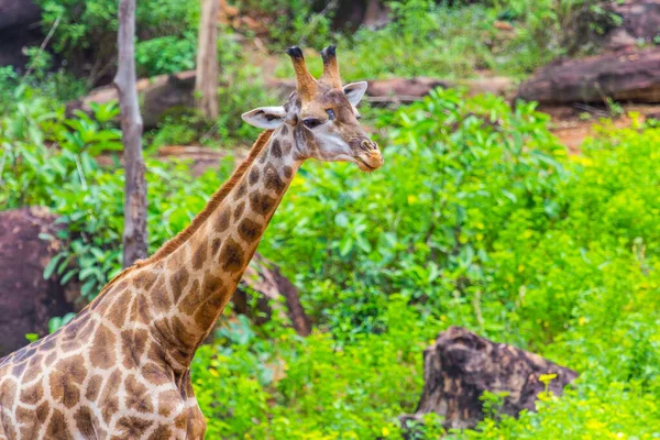 Viso Masai Giraffa Picchi Intorno Cespuglio — Foto Stock