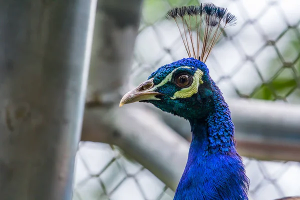 Cara Pavo Real Azul Naturaleza — Foto de Stock