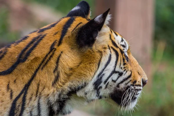 Side view  head of Royal Bengal tiger alert and staring at the camera