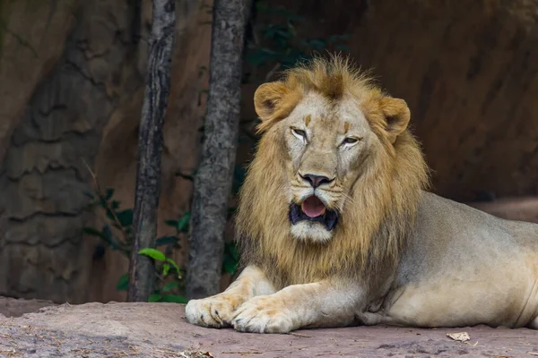 Król Lwa Dżungli Śpi Skałach — Zdjęcie stockowe