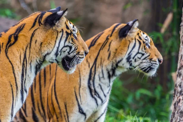 Два Тигра Закрывают Глаза Природа — стоковое фото