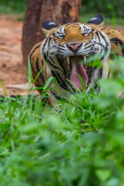 Tigres Estão Rugindo Intimidando Ressoando Selva — Fotografia de Stock