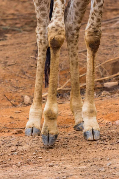 Piede Masai Giraffa Picchi Intorno Cespuglio — Foto Stock