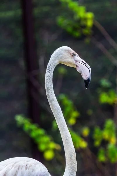 Flamingo Gyönyörű Portré Egy Sötét Háttér — Stock Fotó