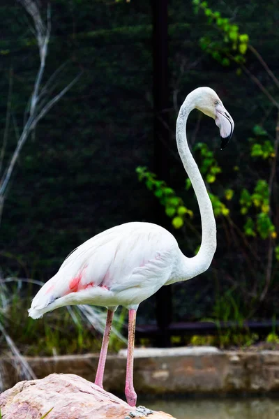 Flamingo Gyönyörű Portré Egy Sötét Háttér — Stock Fotó