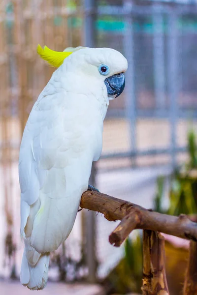 Cabeça Cacatua Crista Amarela Parque — Fotografia de Stock