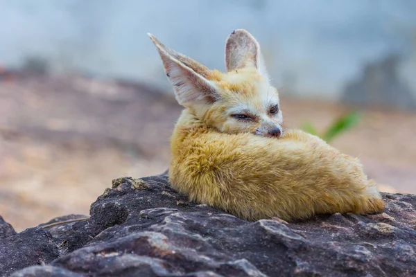 Small Fennec Fox Sleeping Nature — Stock Photo, Image