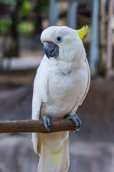 Visage Cacatoès Aigrettes Dans Parc — Photo