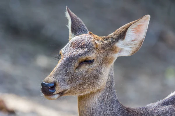 自然公園の中で目を閉じる赤ちゃん鹿 — ストック写真