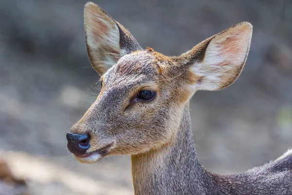 Baby Deer Close Eye Park Nature — Stock Photo, Image