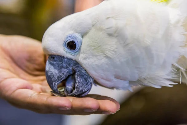 黄冠鳕鱼 Cacatua Sulurea — 图库照片