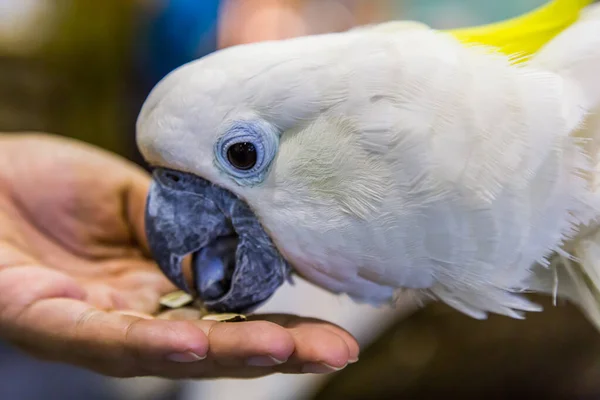 黄冠鳕鱼 Cacatua Sulurea — 图库照片