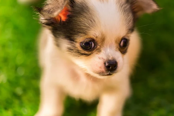 Schöne Baby Chihuahua Macht Ein Nickerchen Natur — Stockfoto