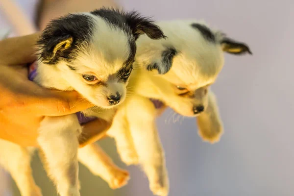 Zwei Baby Chihuahua Der Hand — Stockfoto