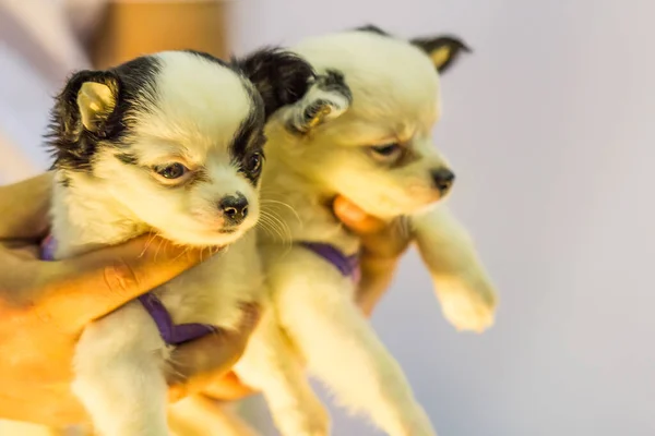 Zwei Baby Chihuahua Der Hand — Stockfoto