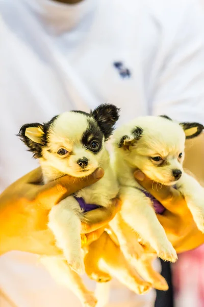 Zwei Baby Chihuahua Der Hand — Stockfoto