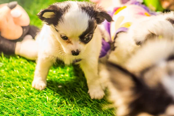 Baby Chihuahua Proberen Staan Heerlijk — Stockfoto