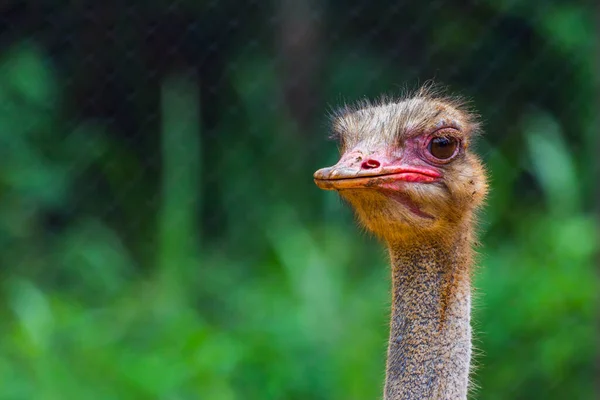 Head Eye Ostrich Closeup Morning — Stock Photo, Image