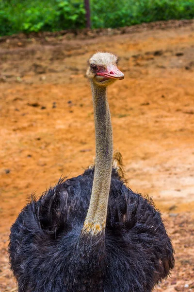 Head Neak Ostrich Closeup Morning — Stock Photo, Image
