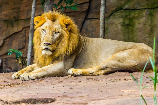 Big lion lying on the rock, Nature