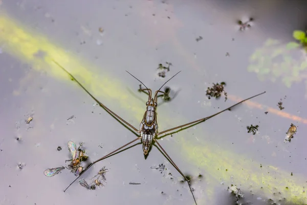 Water Strider Pond Nature — Stock Photo, Image