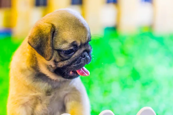 Schöne Baby Mops Hund Natur — Stockfoto