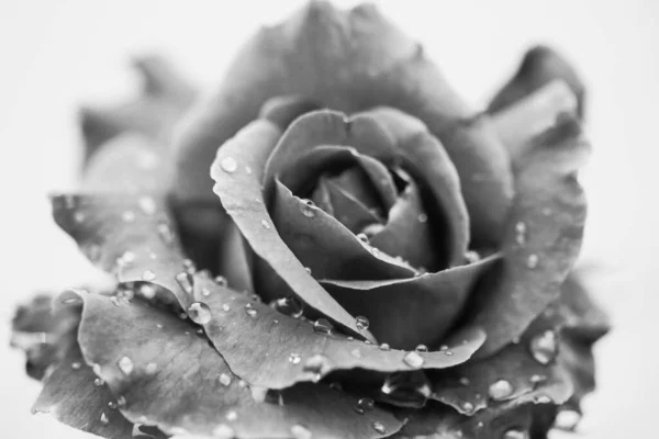 Černá Bílá Růže Pozadí Kapkami Vody Láska — Stock fotografie