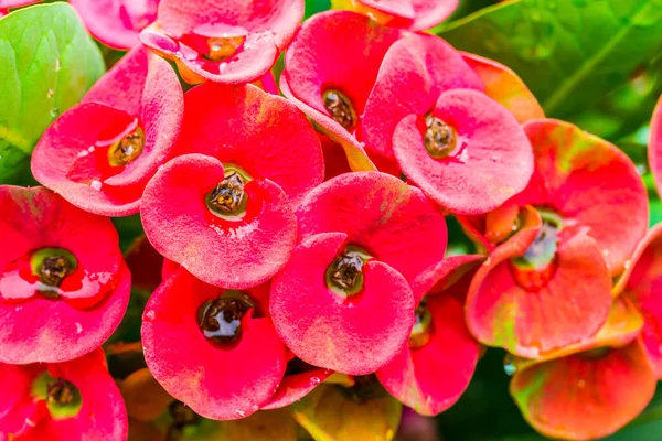 Coroa Espinhos Flores Com Gota Água Euphorbia Milli Desmou — Fotografia de Stock