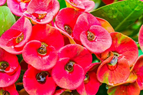 Close Coroa Espinhos Flores Com Gota Água Euphorbia Milli Desmou — Fotografia de Stock