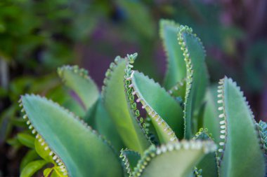 Kalanchoe Çiçeği 'nin yakınında.