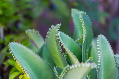 Kalanchoe Çiçeği 'nin yakınında.