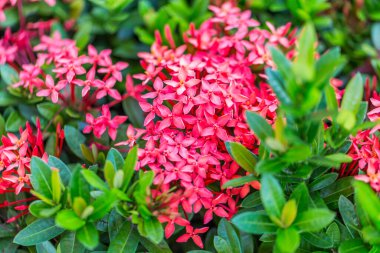 Ixora kırmızı çiçek bahçesi