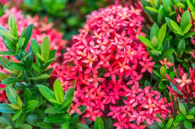 Ixora kırmızı çiçek bahçesi