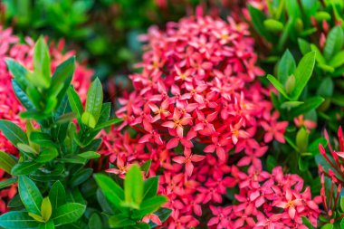 Ixora kırmızı çiçek bahçesi